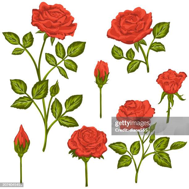 illustrazioni stock, clip art, cartoni animati e icone di tendenza di collezione red rose elements su sfondo trasparente - rosa