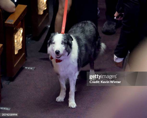 Messi in the audience during the 96th Annual Academy Awards at Dolby Theatre on March 10, 2024 in Hollywood, California.