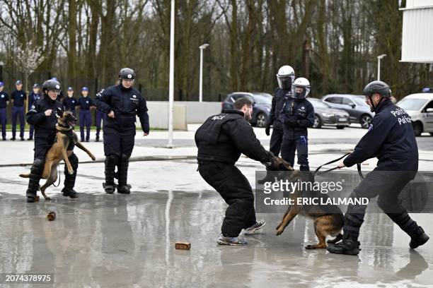 Policemen in action with Belgian Malinois Police dogs during intervention exercises during a royal visit to the "POLBRU CADETS" youngsters project of...