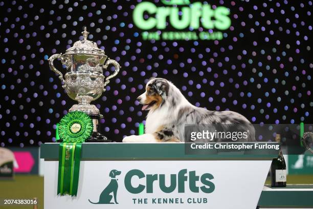 Viking , an Australian Shepherd, aged three, co-owned by Melanie Raymond, John Shaw and Kerry Kirtley from Solihull, Birmingham wins Best in Show...