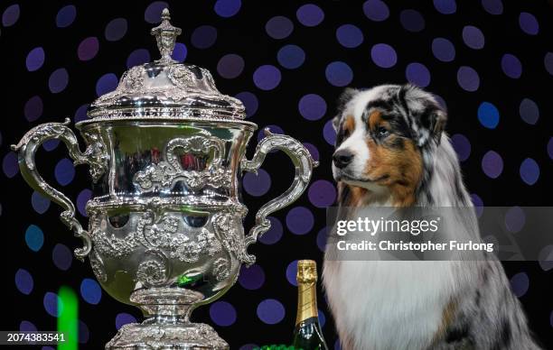 Viking , an Australian Shepherd, aged three, co-owned by Melanie Raymond, John Shaw and Kerry Kirtley from Solihull, Birmingham wins Best in Show...