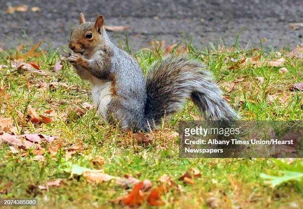 Squirrel snacks on an acorn at Cook Park on Thursday Oct. 22, 2015 in Colonie, N.Y.