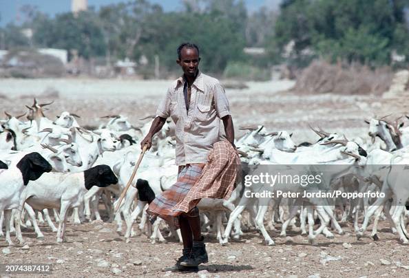 A sheep and goat farmer with his herd in Berbera, Somalia, circa ...