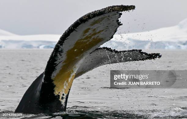 The tail of a Humpback whale is seen at the Gerlache Strait, which separates the Palmer Archipelago from the Antarctic Peninsula, in Antarctica on...