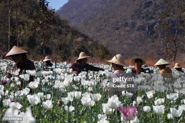 This photo taken on February 26, 2024 shows displaced residents working in the illegal poppy fields for their livelihood during the fighting between...