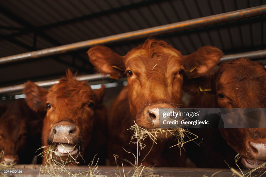 Cows Enjoying Their Meal