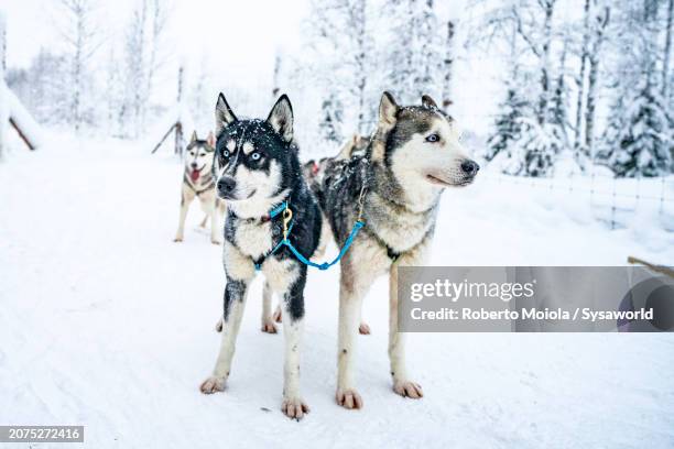 cute husky sled dogs standing in the snow - husky blue eyes stock pictures, royalty-free photos & images