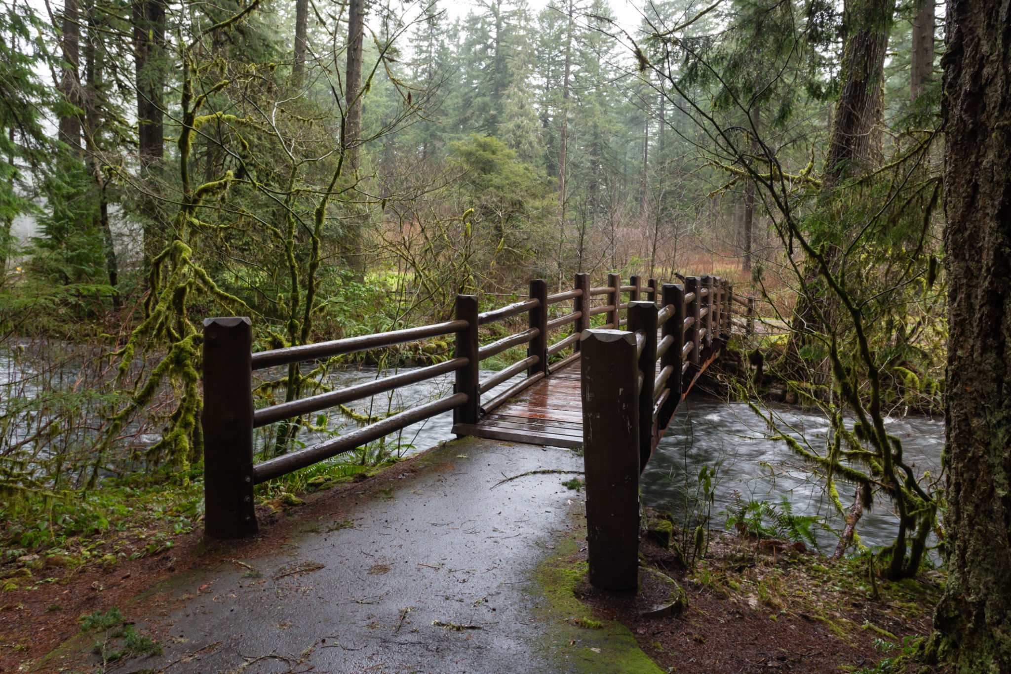 oregon rain