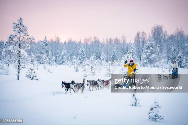 happy tourists dogsledding in a snowy forest - sled dog stock pictures, royalty-free photos & images