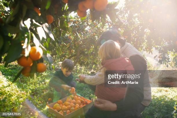 family picking tangerines in a garden in autumn - citrus grove stock pictures, royalty-free photos & images