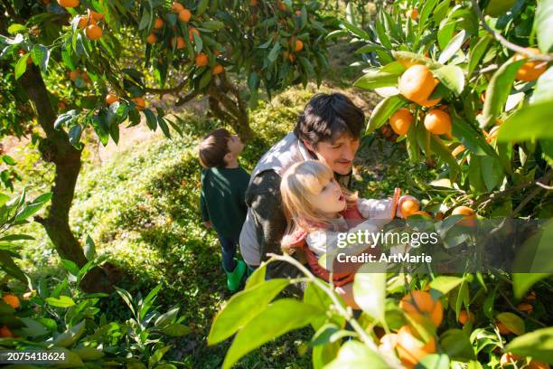 family picking tangerines in a garden in autumn - citrus grove stock pictures, royalty-free photos & images