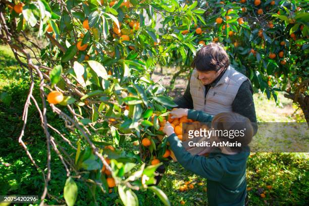 family picking tangerines in a garden in autumn - citrus grove - fotografias e filmes do acervo