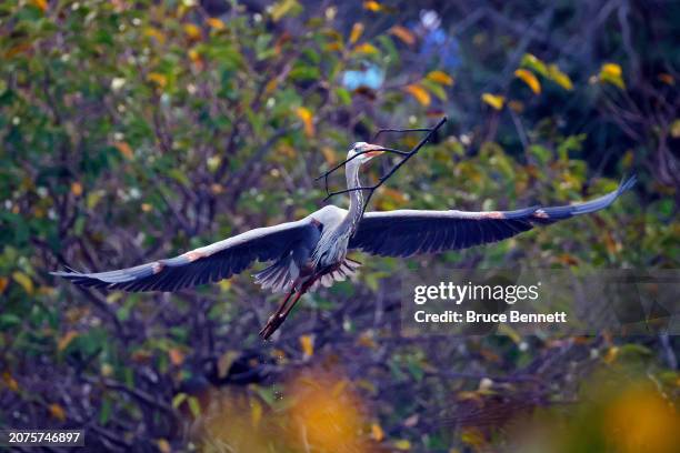 Great blue heron populates the Wakodahatchee Wetlands on February 29, 2024 in Delray Beach, Florida. The weather in Florida provides a welcome...