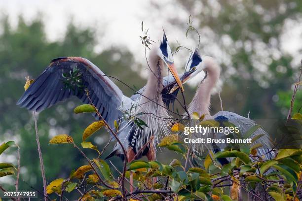 Two great blue herons build a nest at the Wakodahatchee Wetlands on February 29, 2024 in Delray Beach, Florida. The weather in Florida provides a...