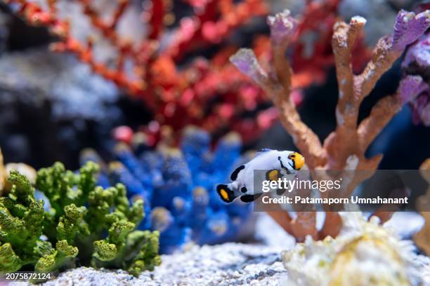 colorful coral reef teeming with exotic fish. lively and colorful coral reef in a vibrant underwater world. diverse array of tropical fish swimming freely in their aquatic environment, creating a mesmerizing scene for nature and animal enthusiasts alike. - aquarium stockfoto's en -beelden