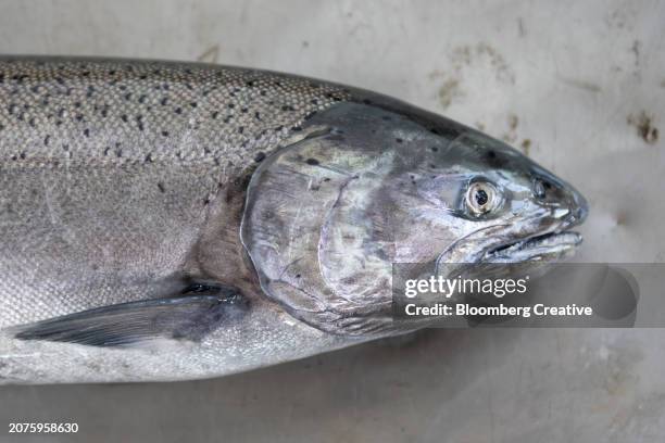 close-up of a fresh salmon - branchia foto e immagini stock