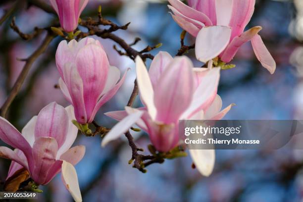 Due to climate change, the buds of a magnolia bloom in mid-March, at the end of winter in the 'Rue du General Leman' on March 14, 2024 in Etterbeek,...