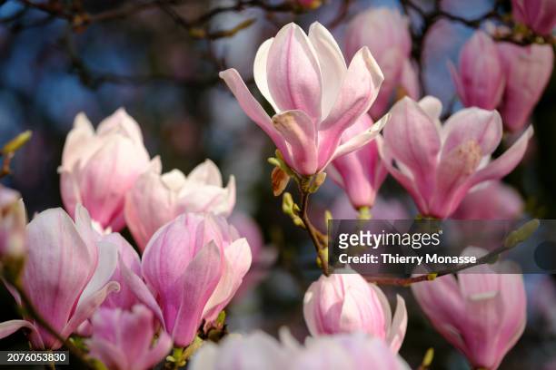 Due to climate change, the buds of a magnolia bloom in mid-March, at the end of winter in the 'Rue du General Leman' on March 14, 2024 in Etterbeek,...