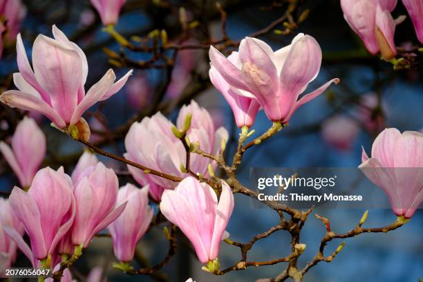 Due to climate change, the buds of a magnolia bloom in mid-March, at the end of winter in the 'Rue du General Leman' on March 14, 2024 in Etterbeek,...