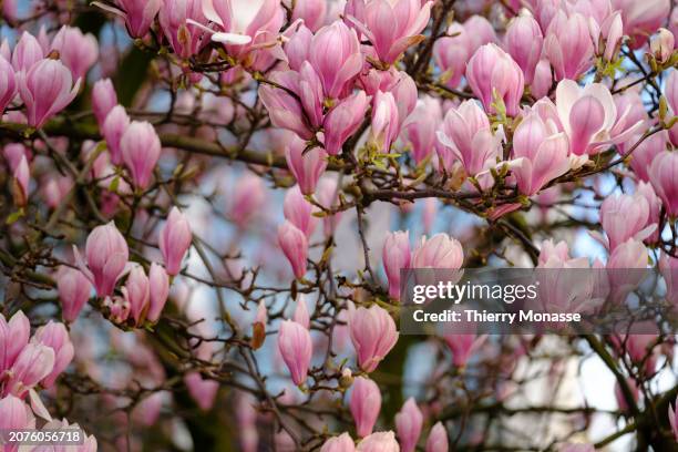 Due to climate change, the buds of a magnolia bloom in mid-March, at the end of winter in the 'Rue du General Leman' on March 14, 2024 in Etterbeek,...