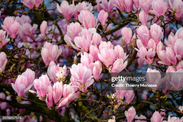 Due to climate change, the buds of a magnolia bloom in mid-March, at the end of winter in the 'Rue du General Leman' on March 14, 2024 in Etterbeek,...