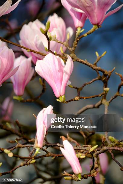 Due to climate change, the buds of a magnolia bloom in mid-March, at the end of winter in the 'Rue du General Leman' on March 14, 2024 in Etterbeek,...