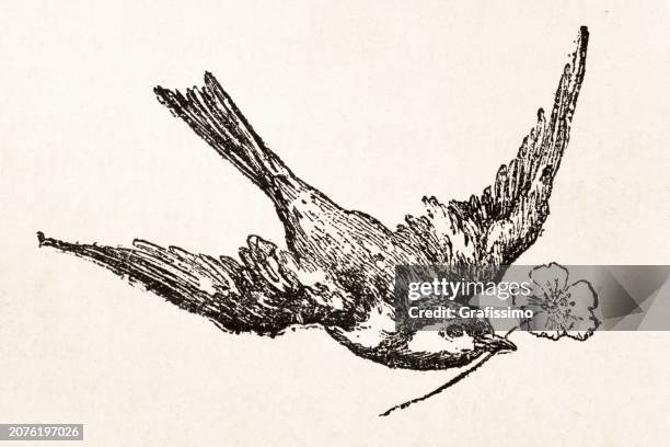 ilustraciones, imágenes clip art, dibujos animados e iconos de stock de golondrina volando con flor en su ilustración de pico - grabado técnica de ilustración