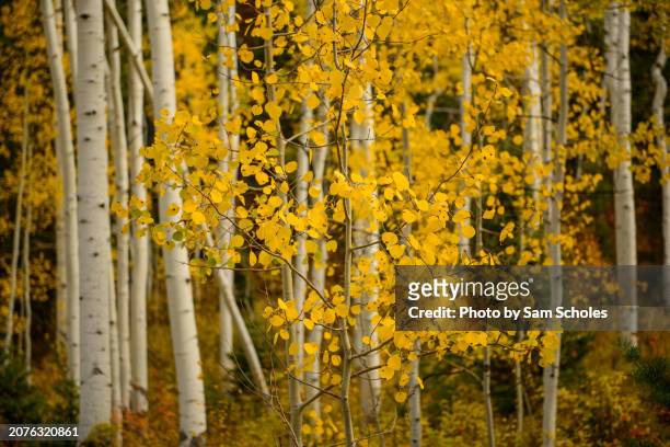 autumn's splendor - wasatch mountains stock pictures, royalty-free photos & images