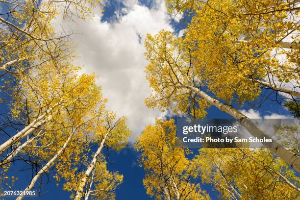 golden aspens and blue skies - wasatch mountains stock pictures, royalty-free photos & images