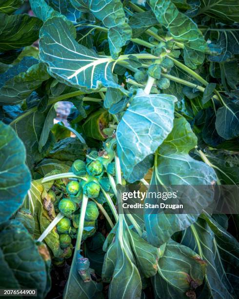 brussel sprouts on the stalk at organic pennsylvania farm - brussels sprout stock pictures, royalty-free photos & images