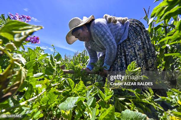 Bolivian Aymara indigenous lawyer Bertha Aguilar harvests in her corn and potato fields in the community of Chachapoya on the shores of Lake...
