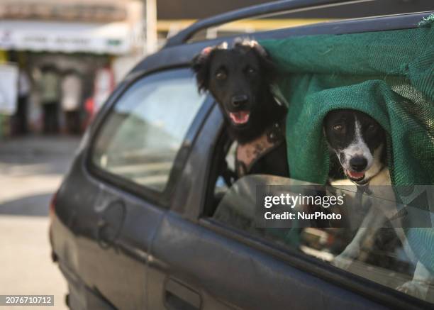 Two dogs left inside the car, on December 16 in Cancun, Quintana Roo, Mexico.