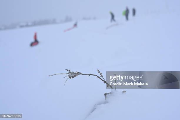Prairie grasses stand through heavy snow accumulation while people sled on a mountain slope during a snowstorm on March 14, 2024 in Boulder,...