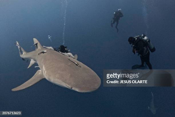 Lemon sharks swim close to a group of divers off Jupiter, Florida, on February 24, 2024. Florida is the place in the world with the most shark...