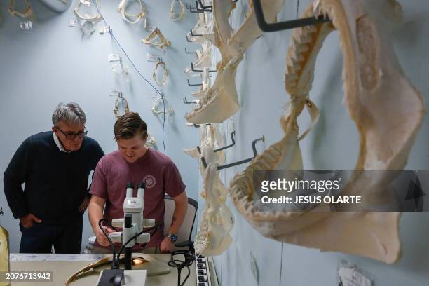 Gavin Naylor , Director of the Florida Program for Shark Research at the University of Florida; and Joe Miguez, Shark Researcher at the university,...