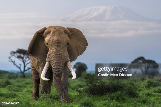 tusker elephant in amboseli national park - elephant stock pictures, royalty-free photos & images