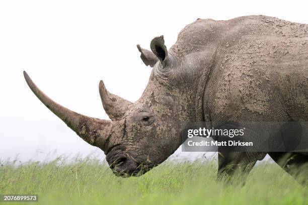 portrait of a white rhinoceros in ol pejeta conservancy - white rhinoceros stock pictures, royalty-free photos & images