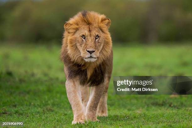 male lion in the maasai mara - leeuw grote kat stockfoto's en -beelden