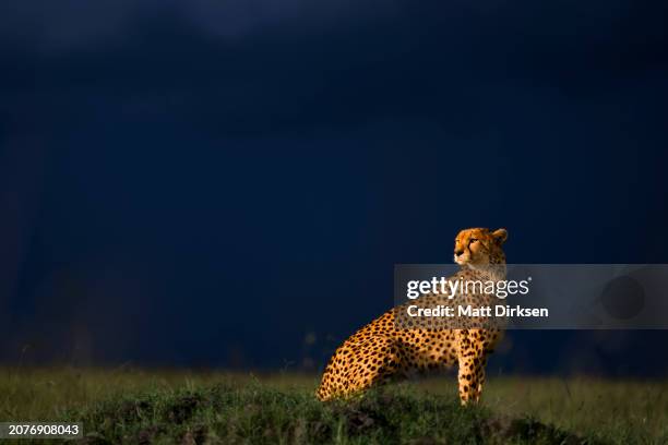 cheetah mother on the lookout - cheetah stock pictures, royalty-free photos & images