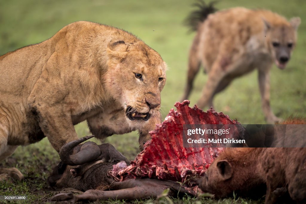 Lioness clashes with Spotted Hyenas