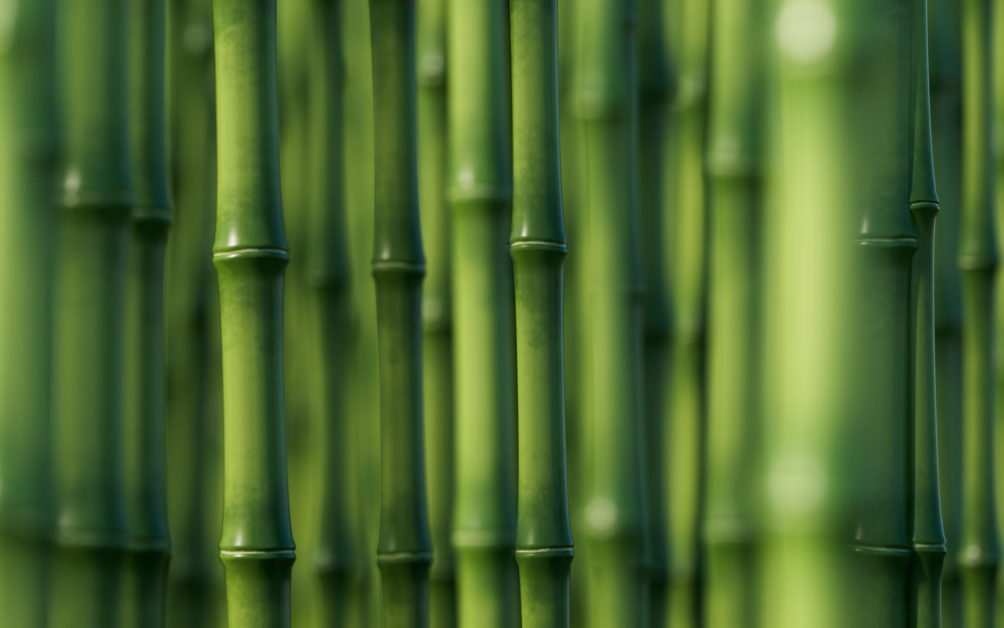 bamboo forest