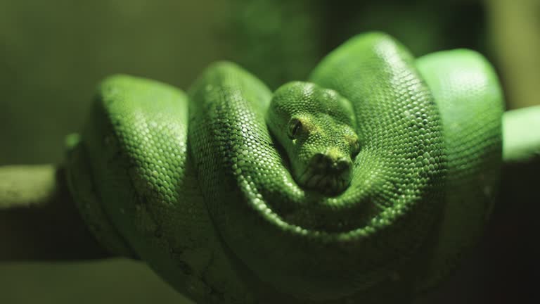 Green Python Hanging 351 Green Python Stock Videos, Footage, & 4K Video Clips - Getty Images