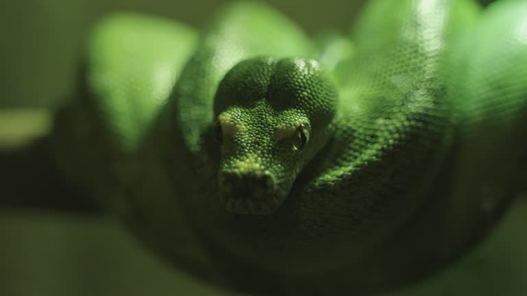 Green Python Hanging 42 Green Tree Python Stock Videos, Footage, & 4K Video Clips - Getty Images