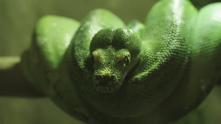 Green Python Hanging Close up Green tree python hanging on tree branch. 동영상 (2077307403 ...