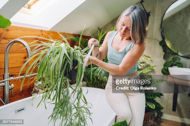 plant care in the bathroom: woman with grizzled hair cleans chlorophytum, surrounded by plants in the bathtub. - woman in shower tattoo stock pictures, royalty-free photos & images