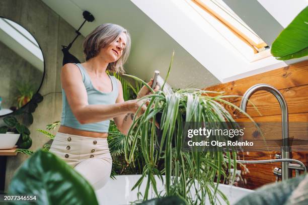 silver haired mature woman washing spider plant with shower head in bright bathtub - bathroom pot plant stock-fotos und bilder