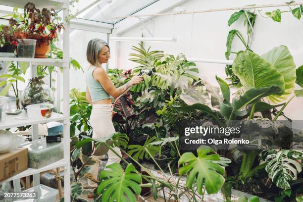 florist watering plants in community indoor garden in sunny day - woman in shower tattoo stock pictures, royalty-free photos & images