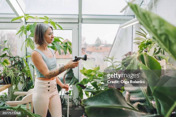 gardening duties: woman watering plants in greenhouse with hose. - woman in shower tattoo stock pictures, royalty-free photos & images