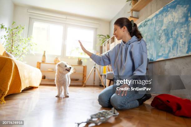 female dog sitter interchange high-five with bichon frise dog - high five interchange stock pictures, royalty-free photos & images