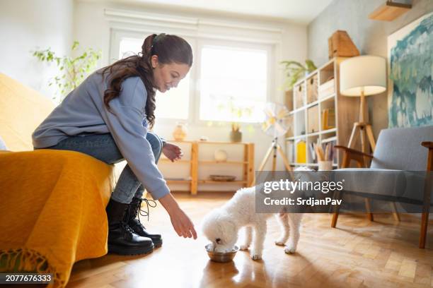 pet sitter che dà la ciotola con l'acqua a un cane bichon frise di cui si prende cura - cane di razza foto e immagini stock